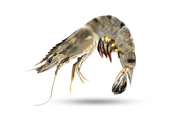 Black Tiger Prawn