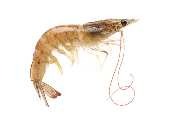 Brown Prawns