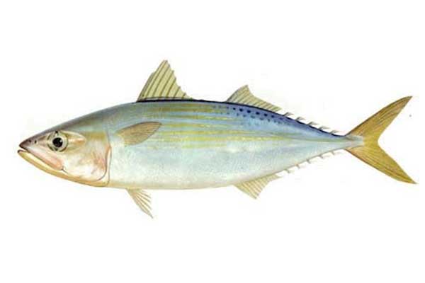 Indian Mackral