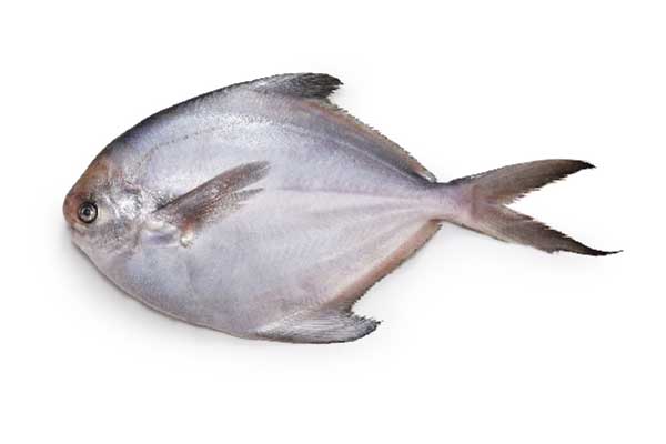 Pomfret