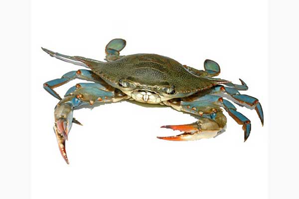 Sea Crabs (Brown & Blue)