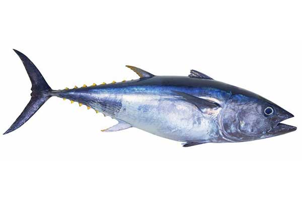 Tuna Fish